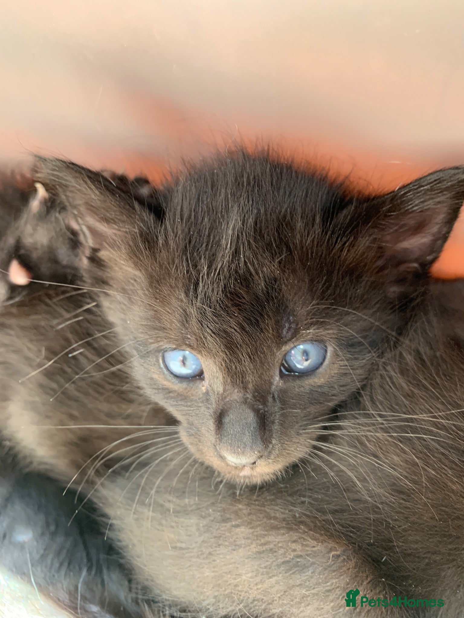 Mixed Breed cats Half Siamese Oriental Kittens - Advert 13
