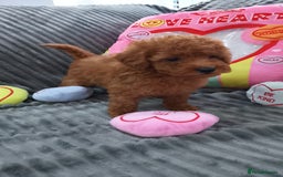 Miniature Poodle dogs for sale: Miniature red poodles 2💙2🩷 - Image 15
