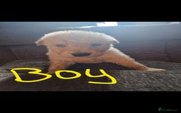 Shepsky dogs for sale: 6 shepsky pups - Image 11