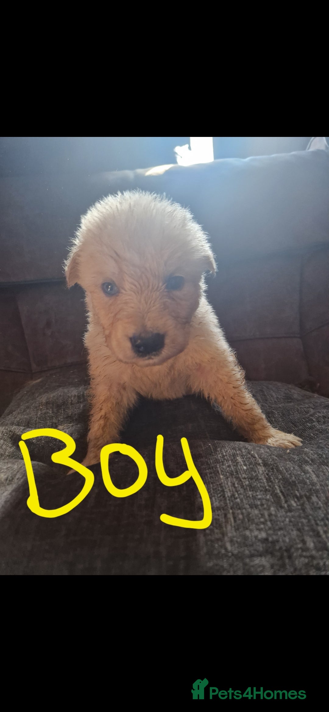 Shepsky dogs for sale: 6 shepsky pups - Image 11