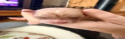 Chihuahua dogs for sale: Smooth coat Fawn and White  in Saint Austell - Advert 4
