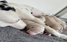 Dalmatian dogs for sale:  Beautiful Dalmatian puppies  - Image 12