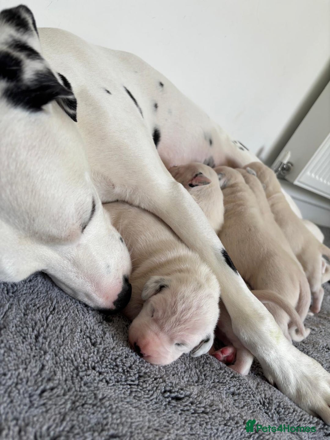 Dalmatian dogs for sale:  Beautiful Dalmatian puppies  - Image 12