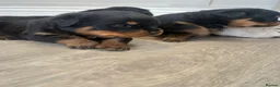 Rottweiler dogs for sale: OUTSTANDING QUALITY GERMAN ROTTWEILER PUPPIES  in Canvey Island - Advert 17