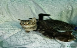 British Shorthair cats for sale:  Lovely 3 tabby male & 3 black female kittens. - Image 17