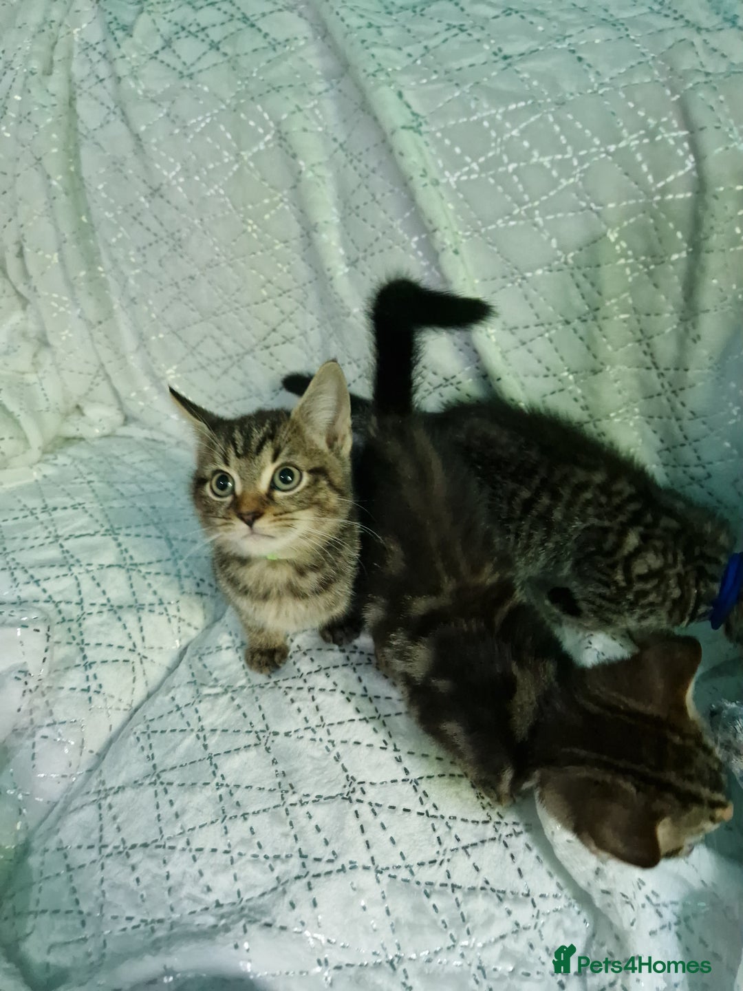 British Shorthair cats for sale:  Lovely 3 tabby male & 3 black female kittens. - Image 17