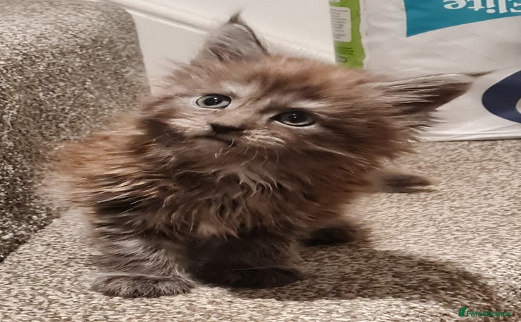 Maine Coon cats - Advert 2