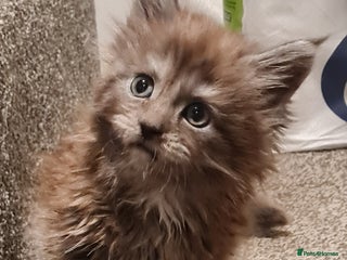 Maine Coon cats - Advert 4