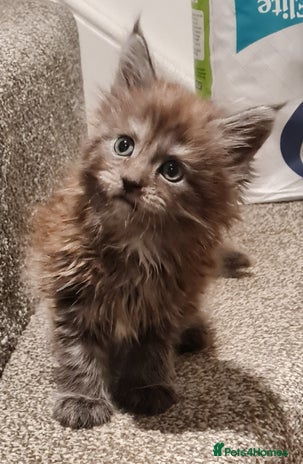 Maine Coon cats - Advert 2