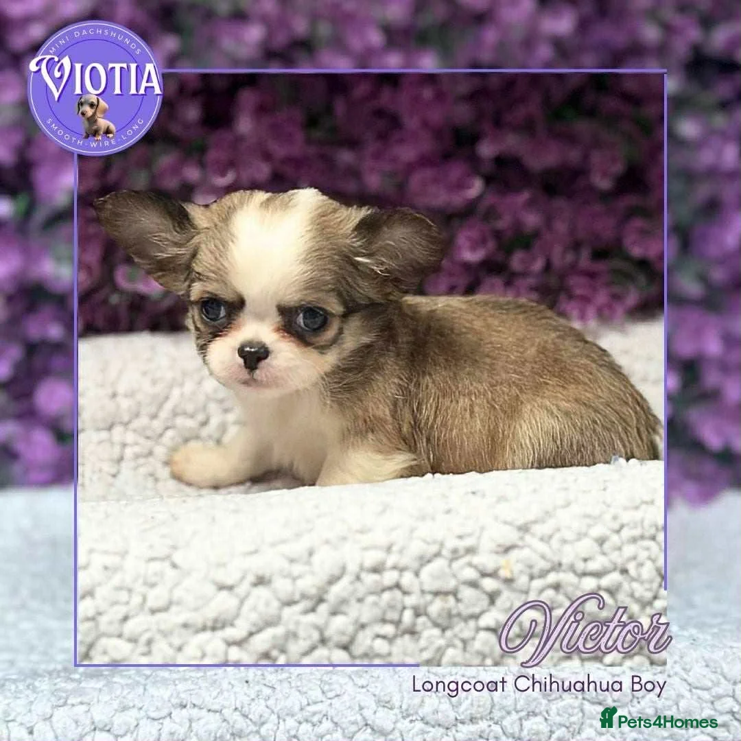 Chihuahua dogs for sale: Stunning long coat chihuahua’s  - Advert 5