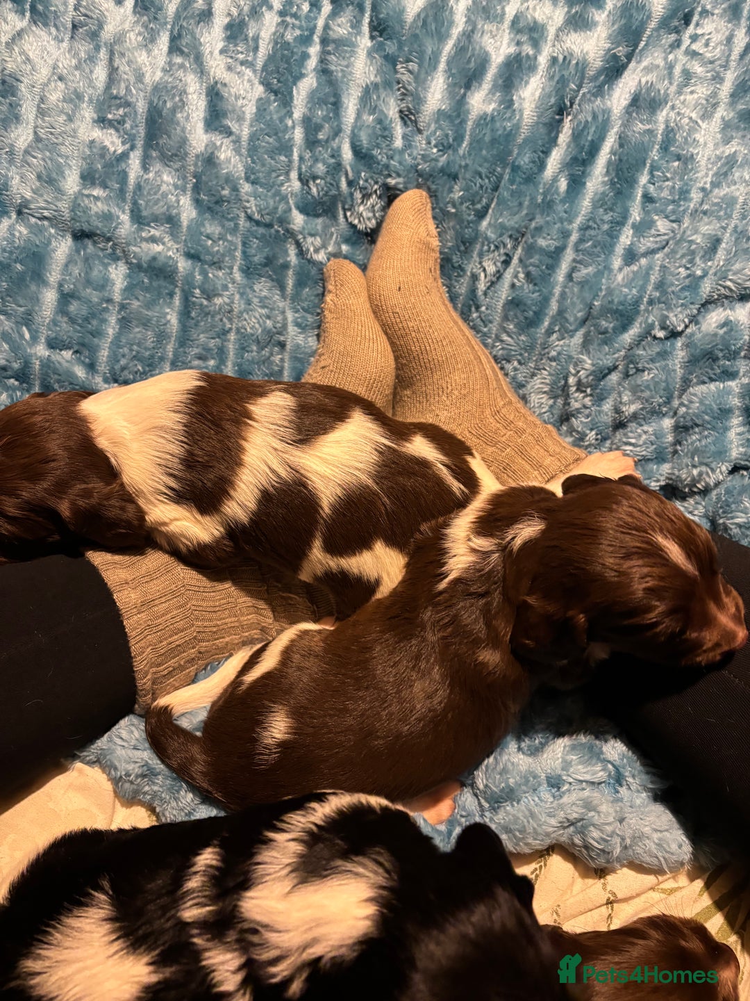 English Springer Spaniel dogs for sale: ✨ KC Registered English Springer Spaniel Puppies ✨ - Advert 23