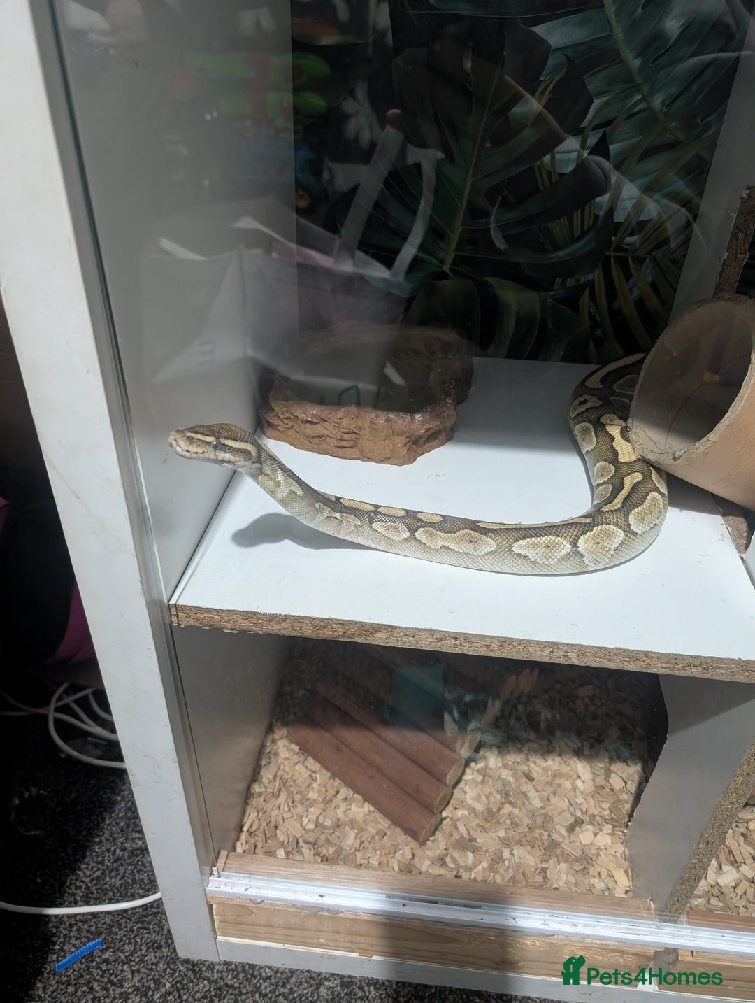 Snake reptiles for sale: Banana het Python  - Advert 2