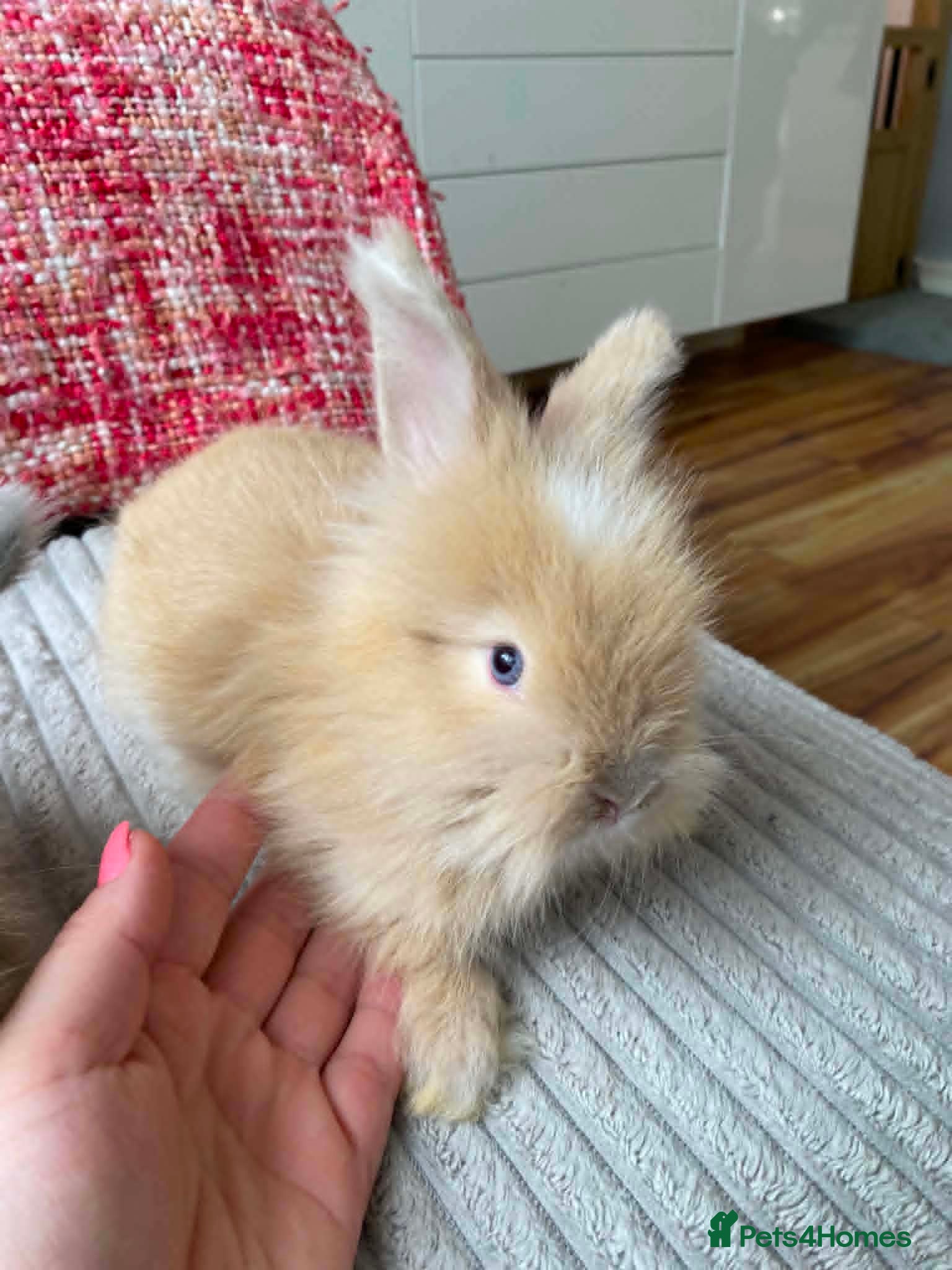 Lionhead rabbits English Full Face Angora Kits - Advert 2