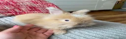 Lionhead rabbits for sale: English Full Face Angora Kits - Advert 2