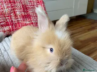 Lionhead rabbits English Full Face Angora Kits - Advert 2