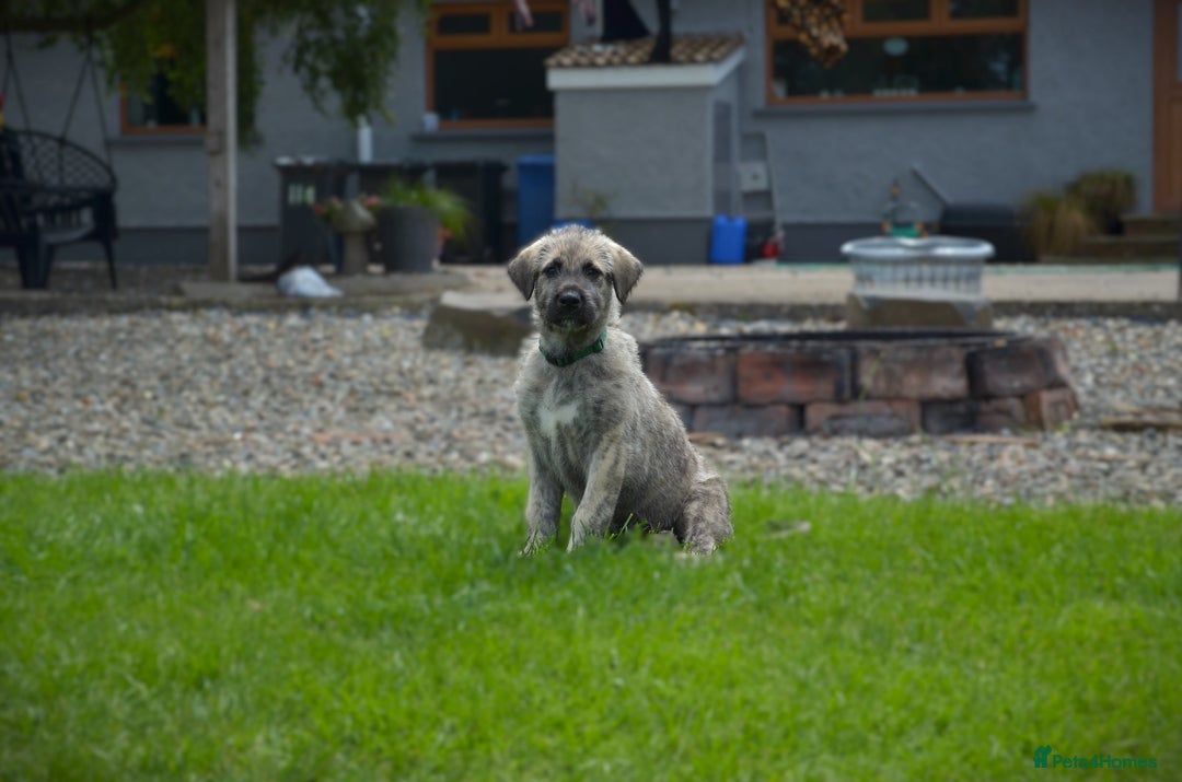 Irish Wolfhound dogs for sale: Irish Wolfhound Puppies For Sale - IKC Registered  - Image 8