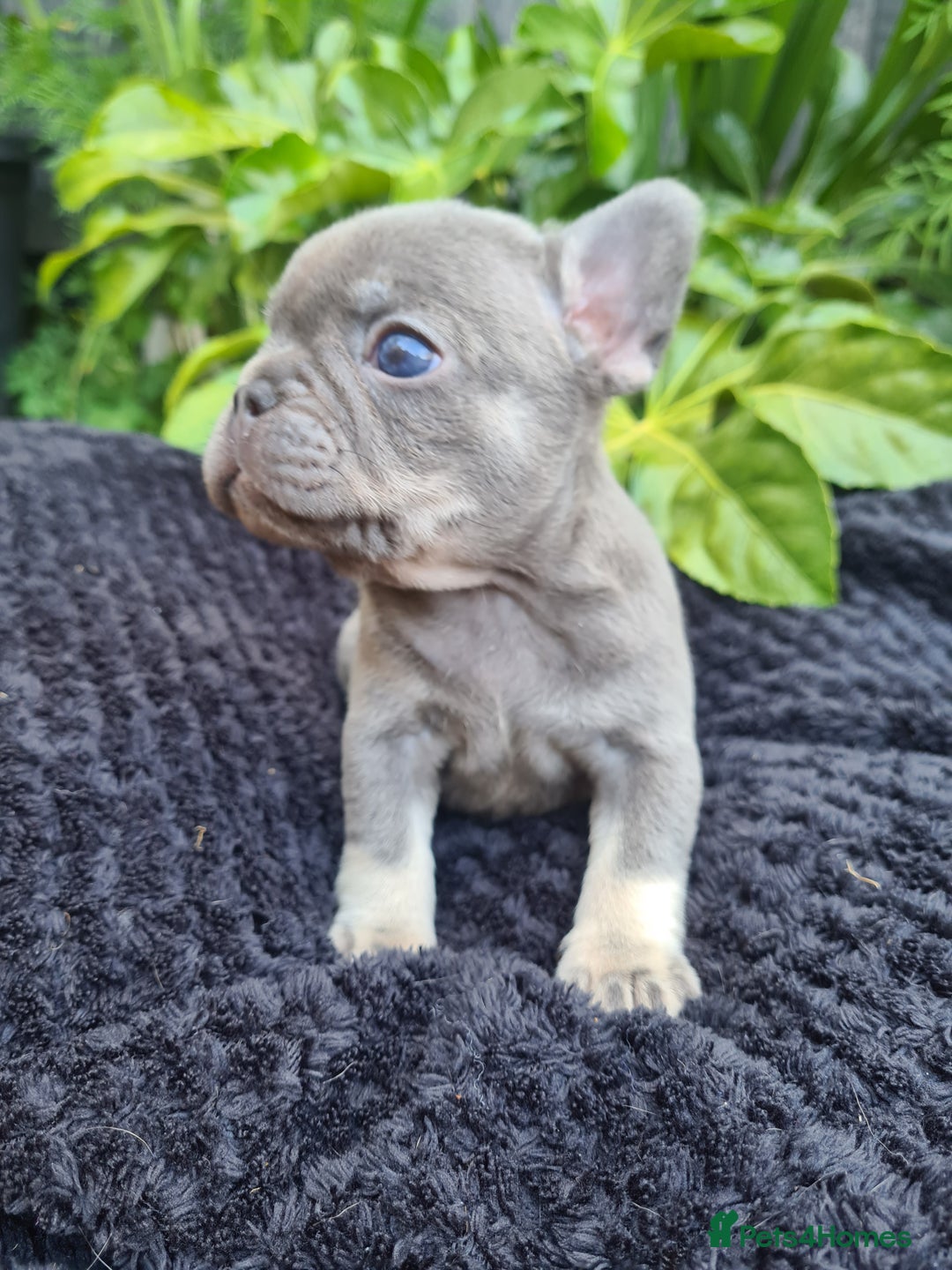 French Bulldog dogs for sale: Big Perm, fluffy and furnished frenchies  - Image 7