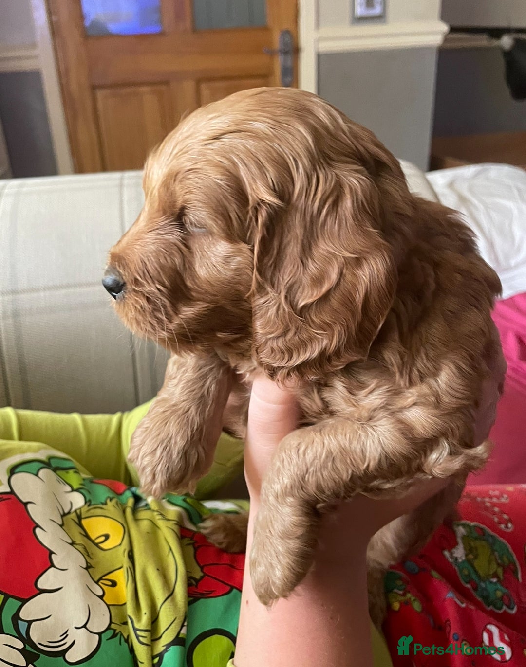 Dogs Week Old Cockapoo Cocker Spaniel Cockapoo Puppies Yorkshire