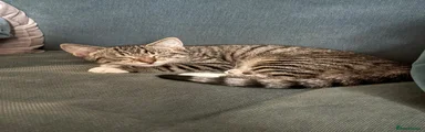 Female 