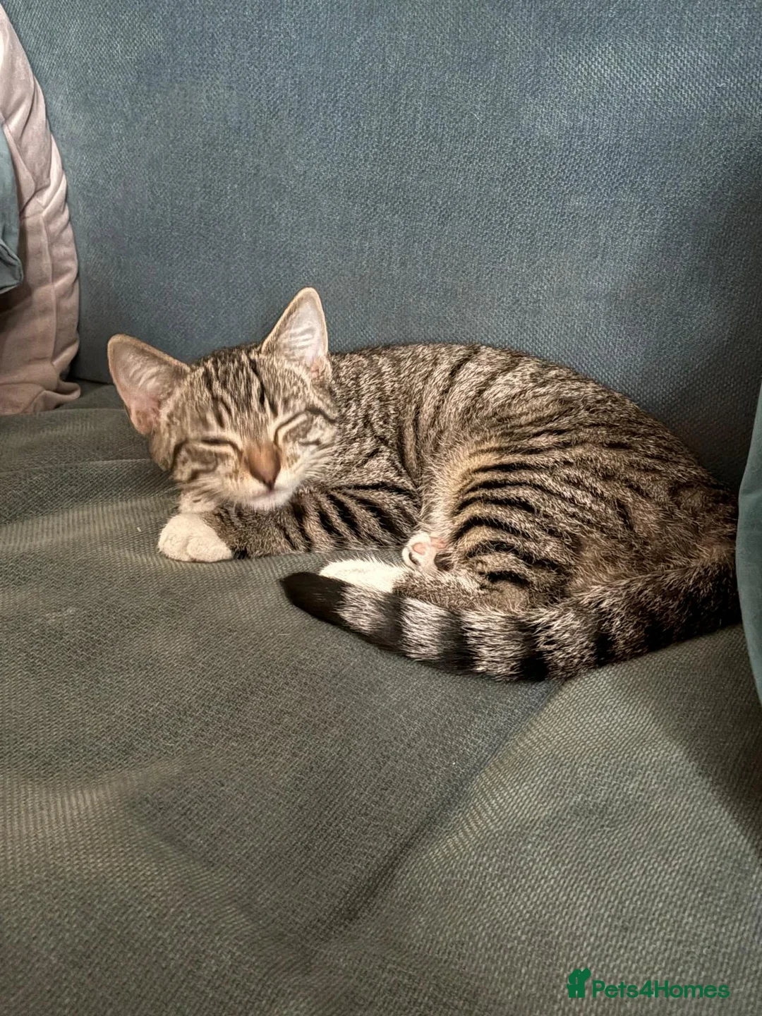Mixed Breed cats for sale: 6 kittens ready to go in Ilford - Advert 2