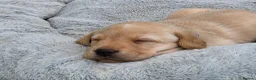 Labrador Retriever dogs for sale: Black and yellow labrador puppies - Advert 16