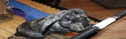 Mini Lop rabbits for sale: Mini Lop Doe - Advert 6