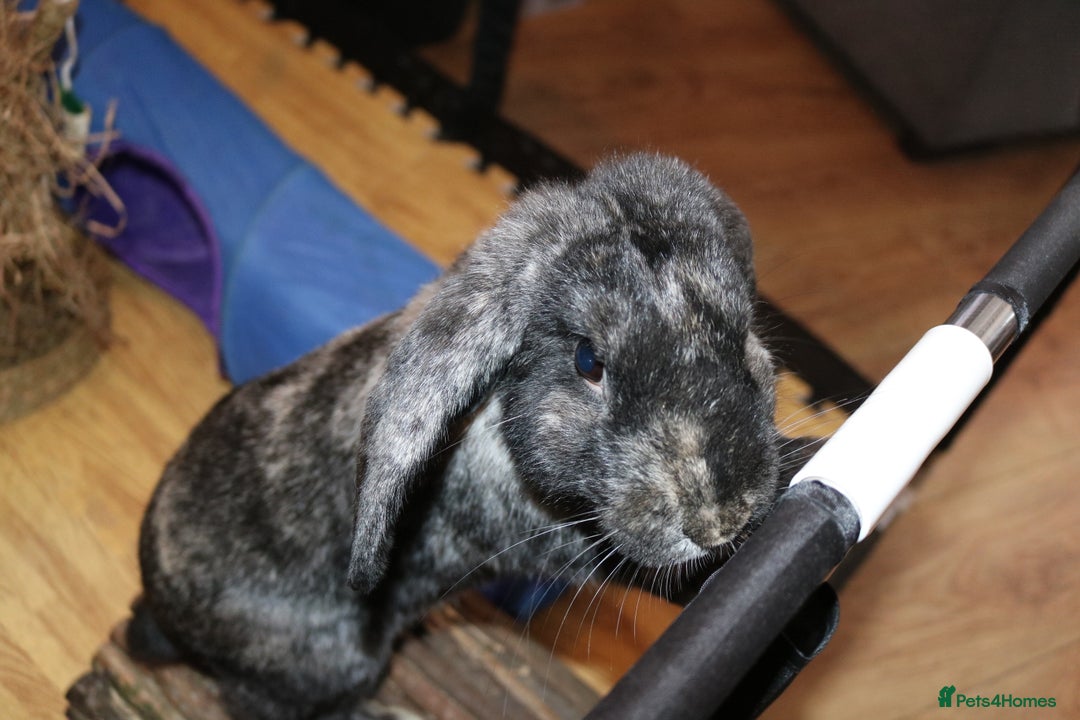 Mini Lop rabbits for sale: Mini Lop Doe - Advert 6