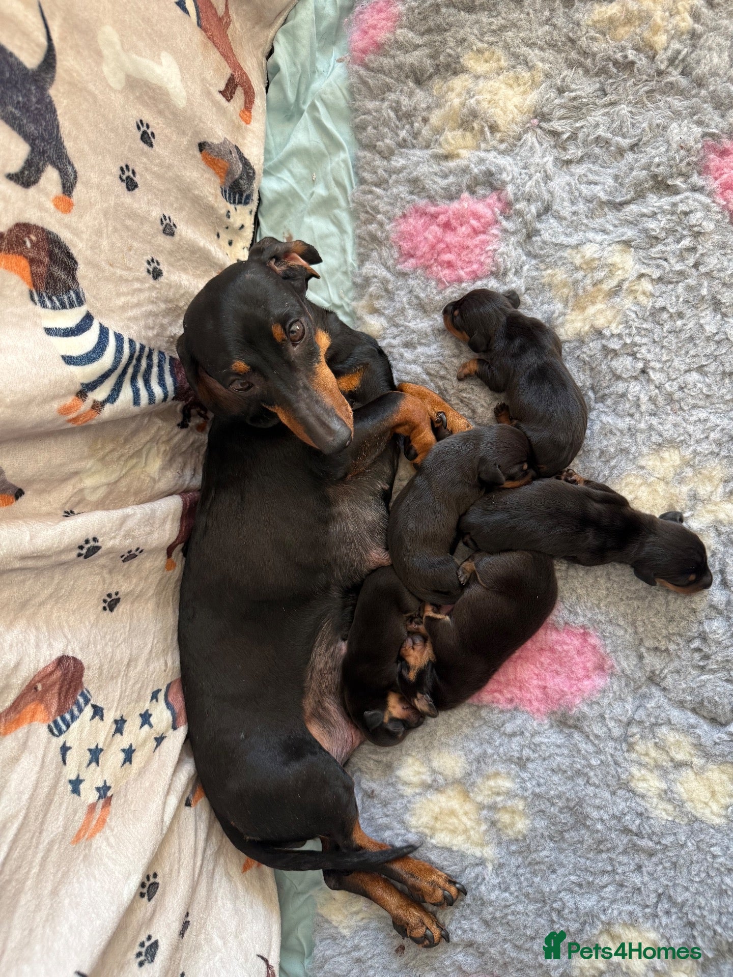 Miniature Dachshund dogs Miniature dachshund   - Advert 4