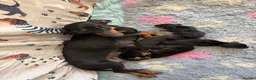 Miniature Dachshund dogs for sale: Miniature dachshund   in Colwyn Bay - Advert 1
