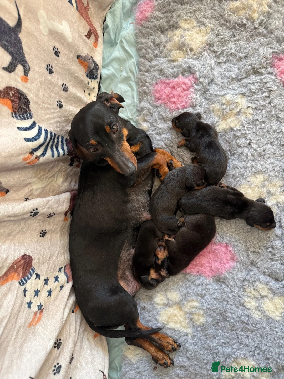 Miniature Dachshund dogs for sale: Miniature dachshund   in Colwyn Bay - Advert 1