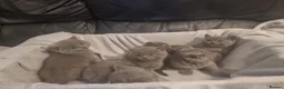 British Shorthair cats for sale: British shorthair kittens  - Advert 7