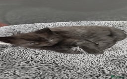 Mixed Breed cats for sale: 4 Adorable Kittens  - Image 3