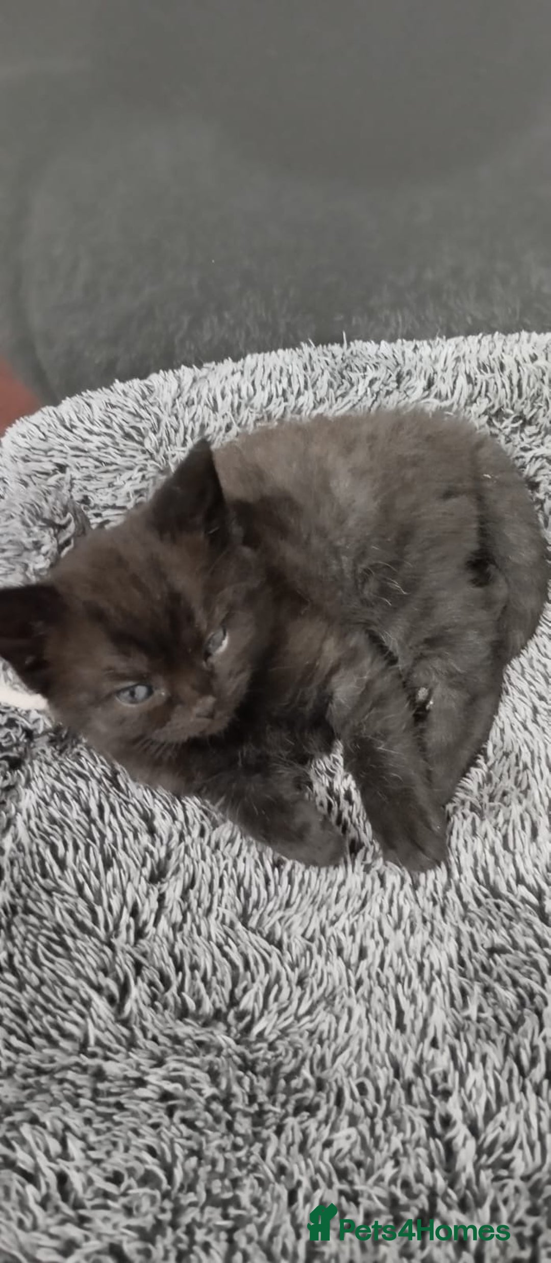 Mixed Breed cats for sale: 4 Adorable Kittens  - Image 3