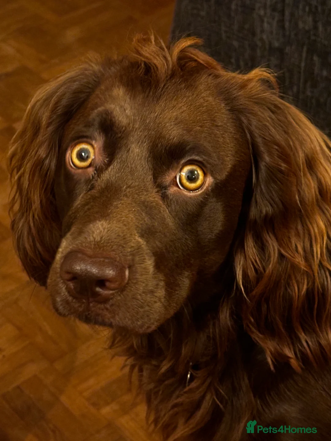Cocker Spaniel dogs for stud: Gorgeous Chocolate Cocker for stud in Chichester - Advert 7