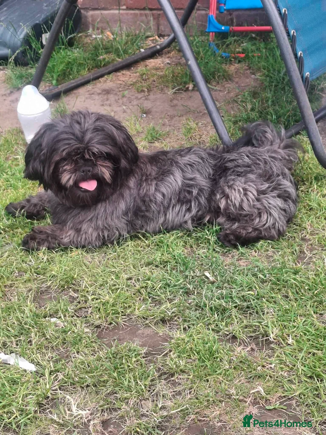 Shihpoo dogs for sale: Shih-poo puppies  in Barnsley - Advert 5