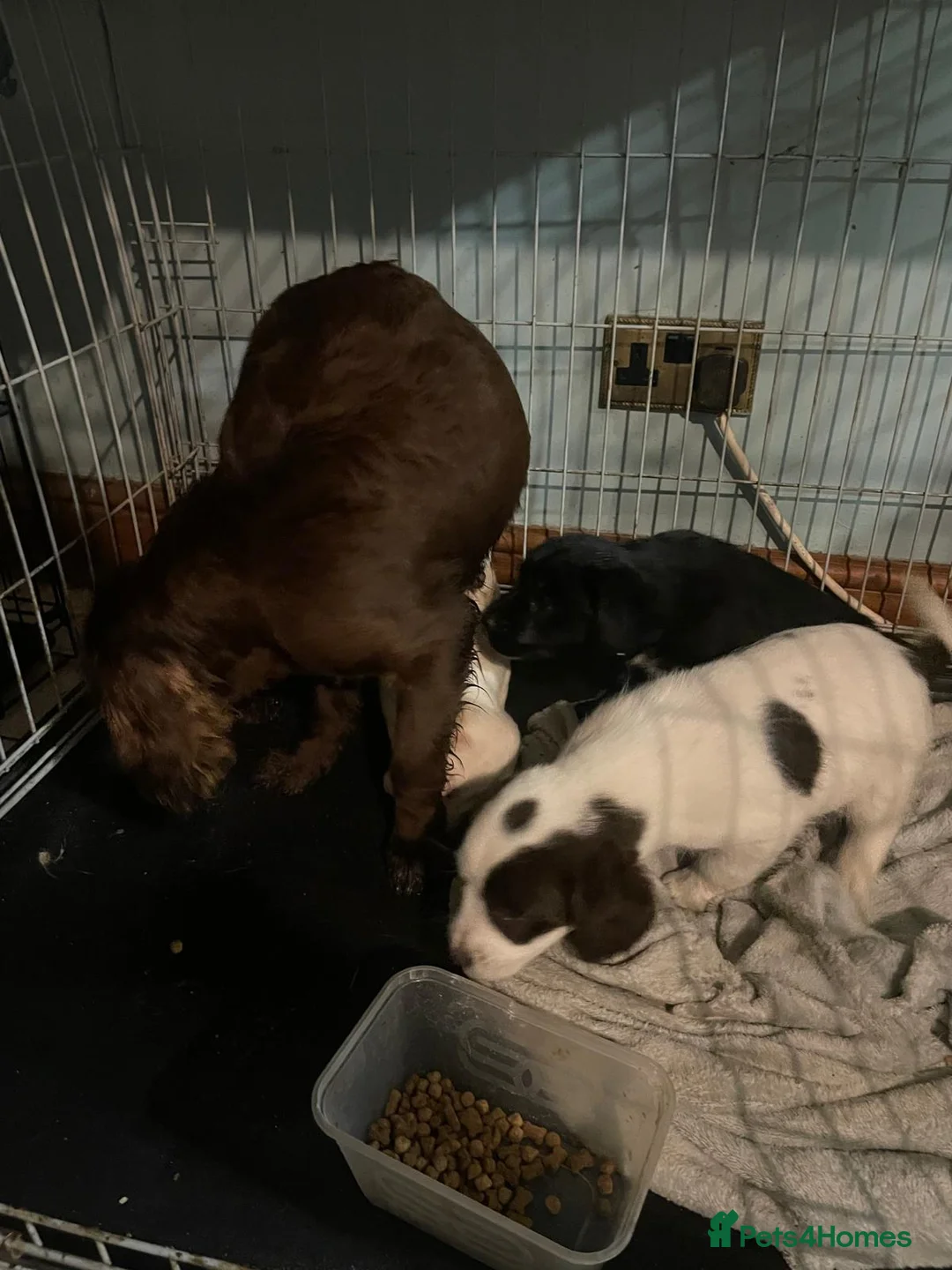 Mixed Breed dogs for sale: Cockerjacks  - Advert 3