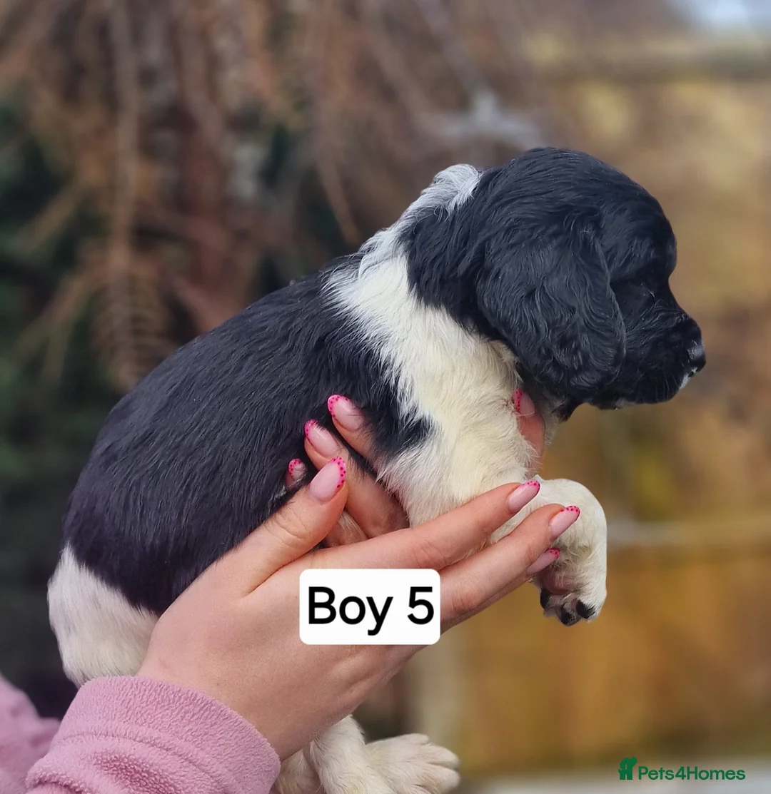 English Springer Spaniel dogs for sale: 8 pups for sale - Advert 13