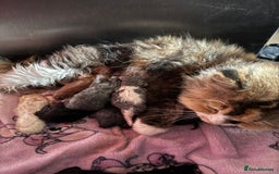 Ragdoll cats for sale: Ragdoll X Persian - Image 10