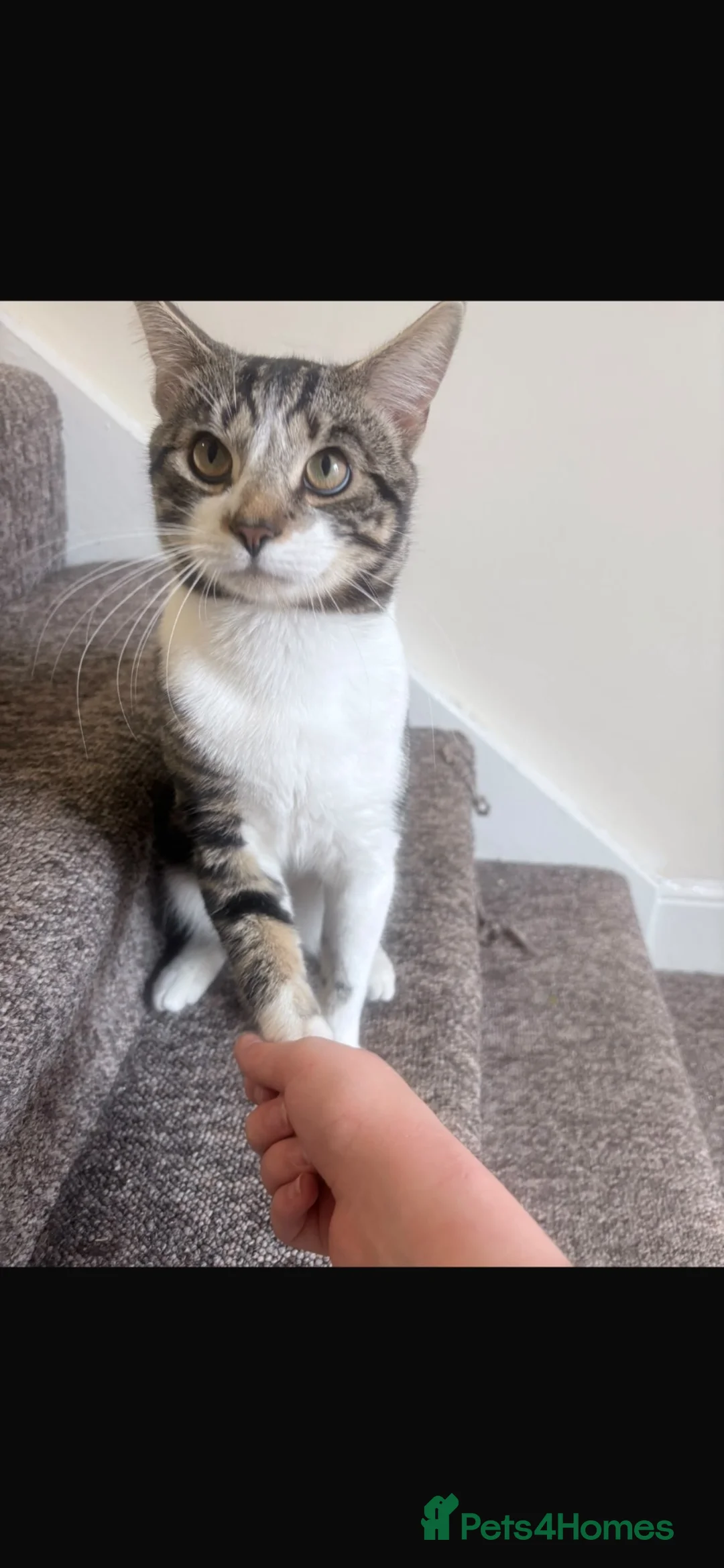 Mixed Breed cats for sale: Looking for a new forever home FREE in Bournemouth - Advert 1