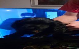 Sprocker dogs for sale: Sprocker  - Image 9