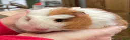 Guinea Pig rodents for sale: SWEET NATURED BABY GUINEA PIGS - Advert 5