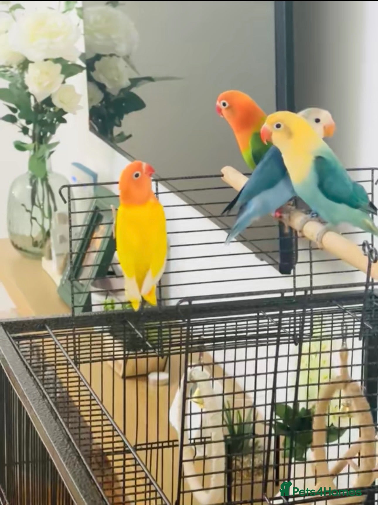 Lovebirds birds Beautiful Opaline Lovebirds  - Advert 15