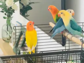 Lovebirds birds Beautiful Opaline Lovebirds with DNA Certificate - Advert 2