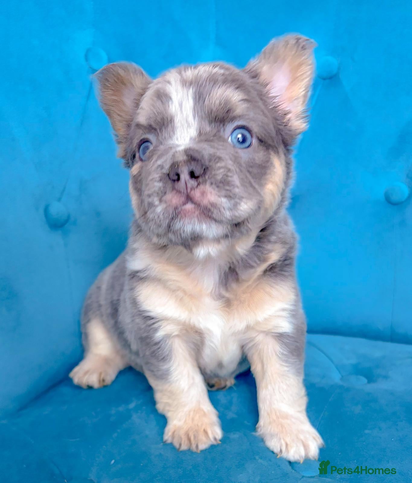 French Bulldog dogs for sale: 🐻READY NOW Lilac🐻 - Advert 1