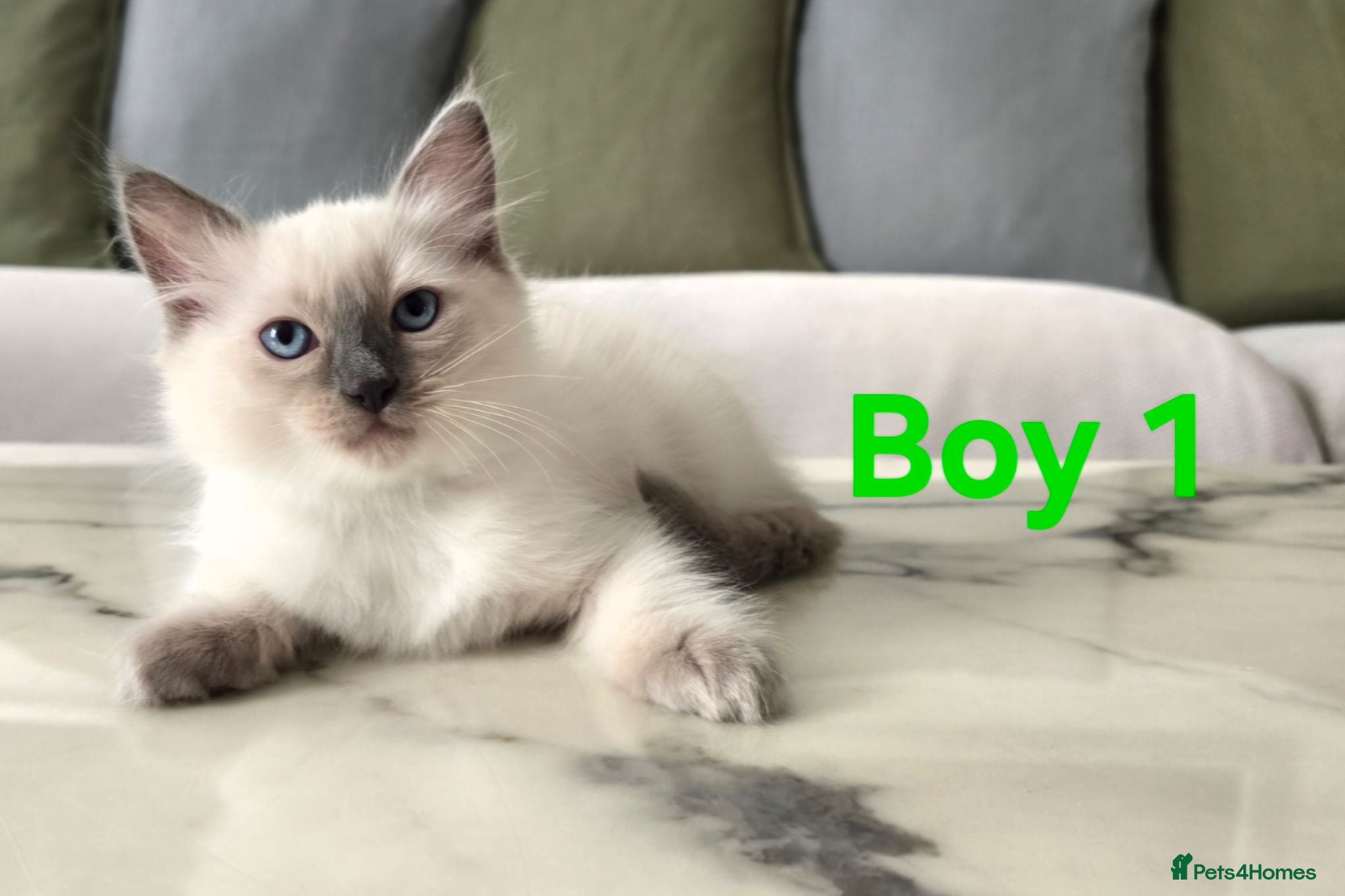 Ragdoll cats 🤍 Pure Ragdoll Kittens Ready Now - Advert 2