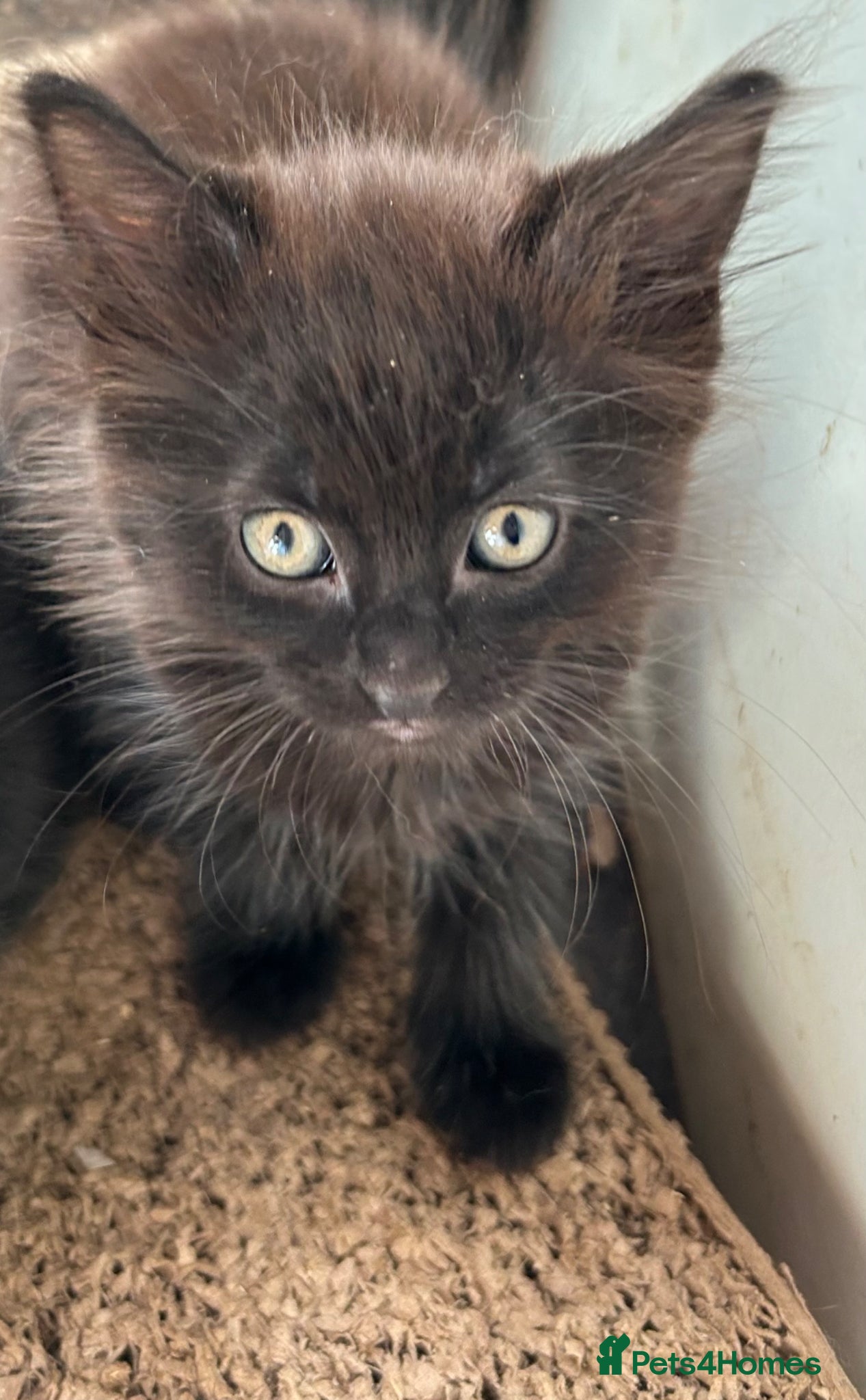 Mixed Breed cats Kittens for sale  - Advert 3