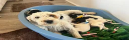 Parson Russell dogs for sale: 7 working parson terrier pups  - Advert 1