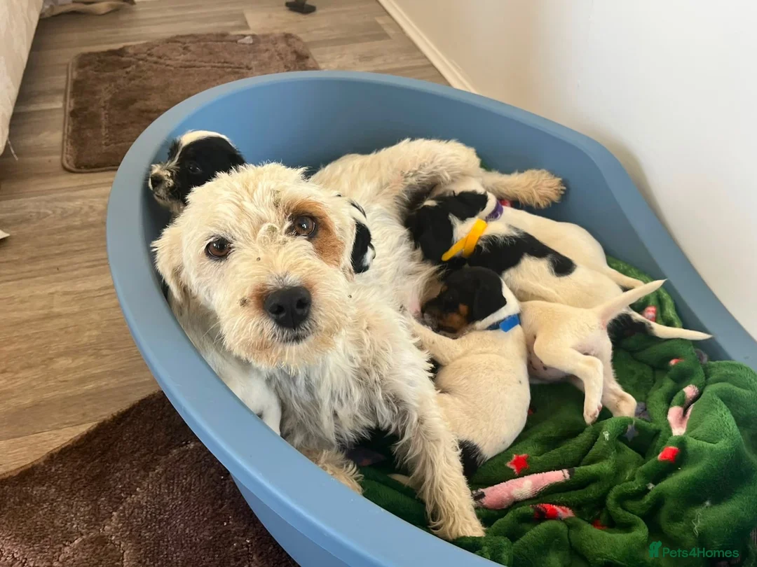 Parson Russell dogs for sale: 7 working parson terrier pups  - Advert 1