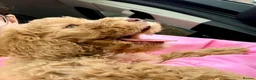 Cockapoo dogs for sale: Beautiful Female Cockapoo Puppy - Advert 2