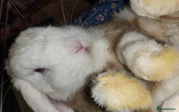 English Lop rabbits for sale: Gorgeous bucket lop ear male friendly blue eyes  - Image 2